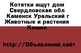 Котятки ищут дом - Свердловская обл., Каменск-Уральский г. Животные и растения » Кошки   